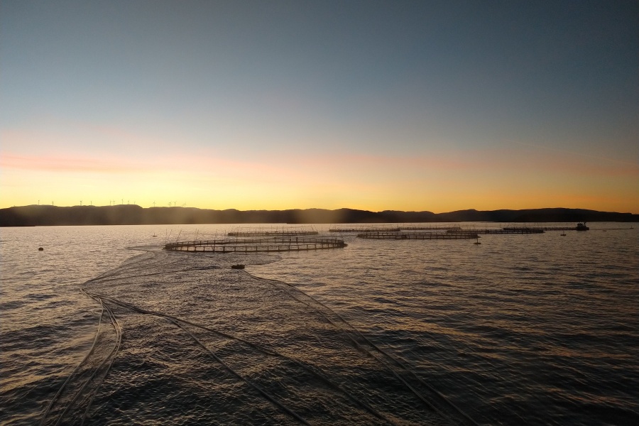 Merder i solnedgang