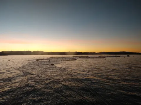 Merder i solnedgang