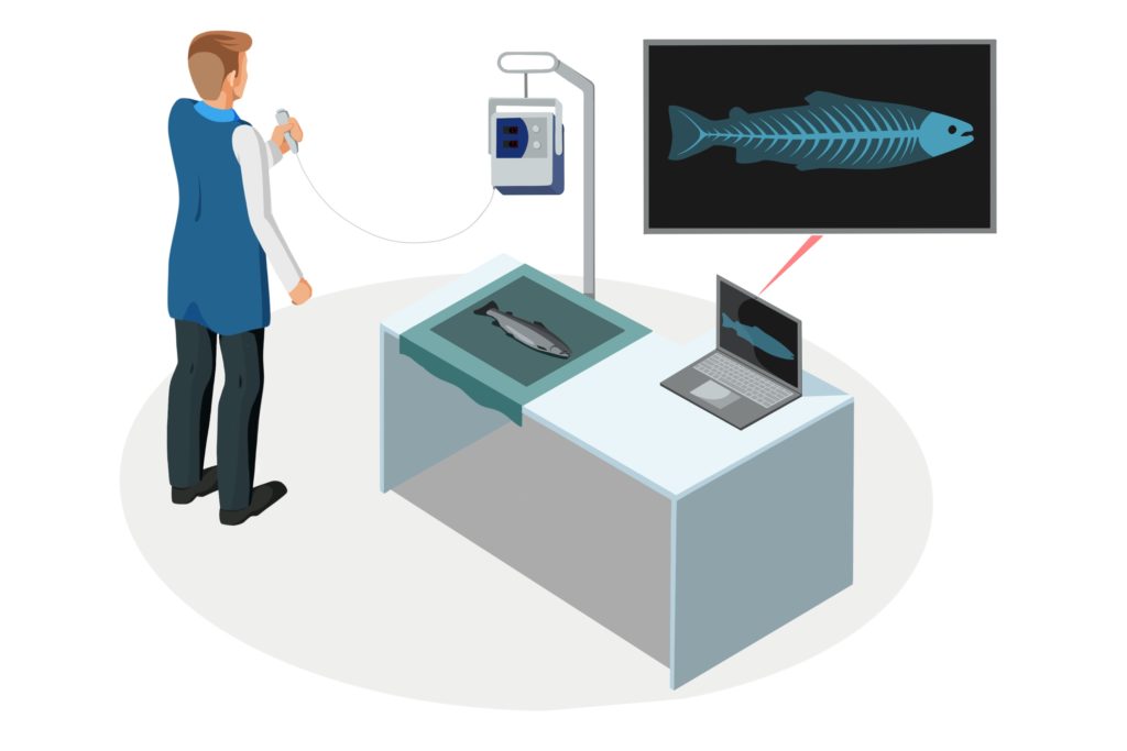 Illustrasjon av en person som bruker røntgen på en fisk
