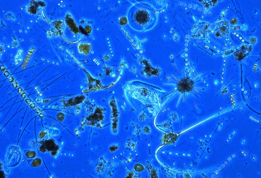 Mikroskopbilde av alger
